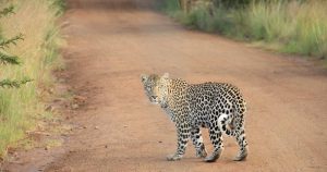 Feature Flags Saved Our Black Friday Deployment: Rolling Out Changes to 8.4M Users Without Downtime