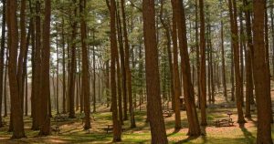 The Hidden Performance Tax of Using ORMs: Benchmarking Prisma, TypeORM, and Raw SQL